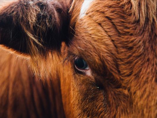 A zoomed in image of a cows face with the eye as a focal point.